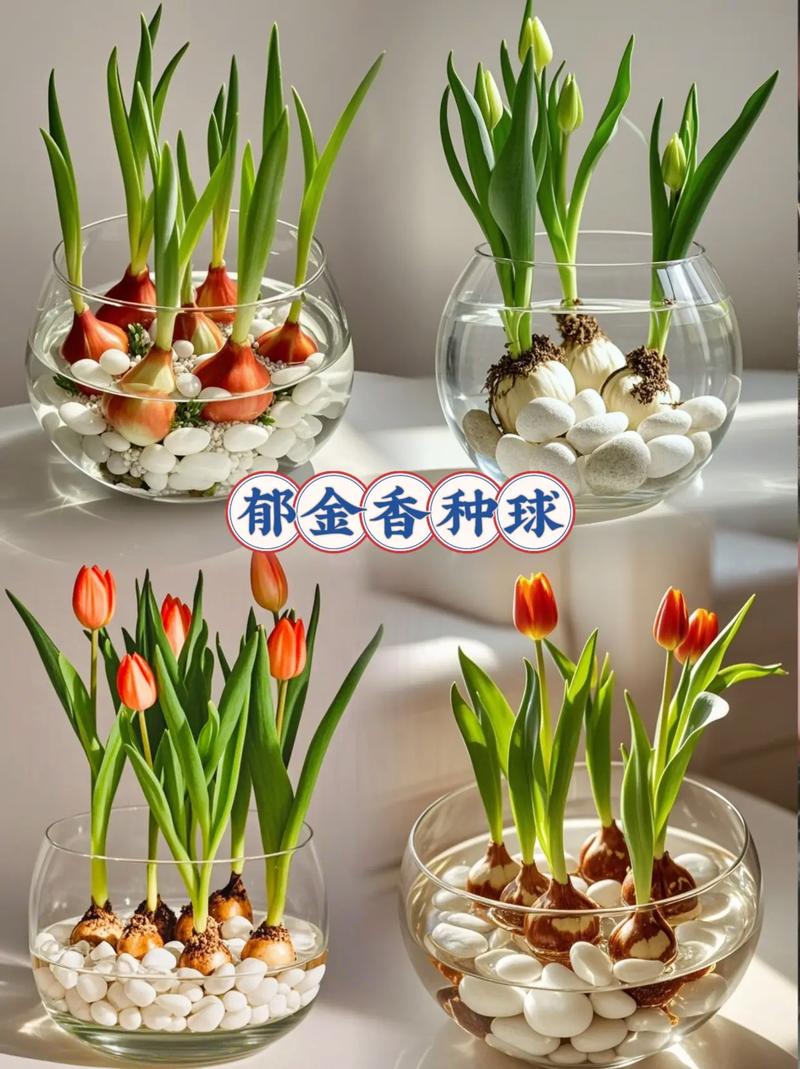 郁金香根茎球种植全攻略:从选时到开花,7步提高成活率 栽植深度:种球高度的2-3倍
