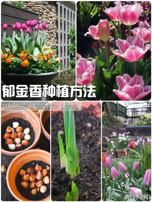 郁金香根茎球种植全攻略:从选时到开花,7步提高成活率 缓苗管理:低温生根,静待春天