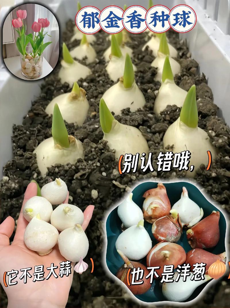 郁金香根茎球种植全攻略:从选时到开花,7步提高成活率 成活注意事项:防烂根、防冻伤