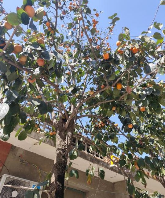 门前栽柿子树对谁不利？风水禁忌与科学种植全攻略