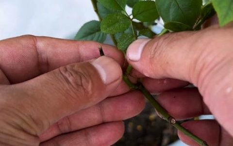 月季扦插方法视频详解：新手必学的生根与成活技巧