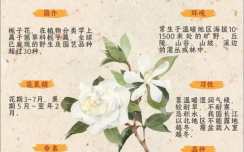 栀子和栀子花一样吗？一文讲清两者的区别与联系，别再买错苗了！