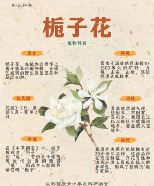 栀子和栀子花一样吗？一文讲清两者的区别与联系，别再买错苗了！
