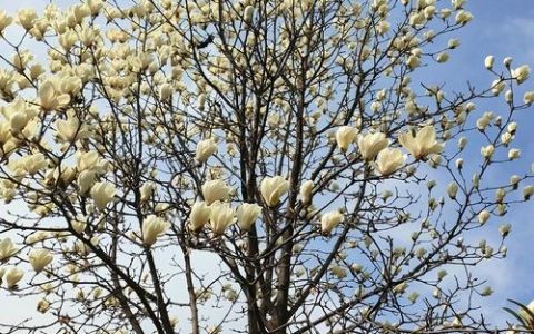 冬天栽玉兰树能活吗？先看气温和栽种方式