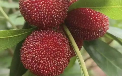 杨梅施什么肥料好？家庭种植杨梅的六大日常养护要点