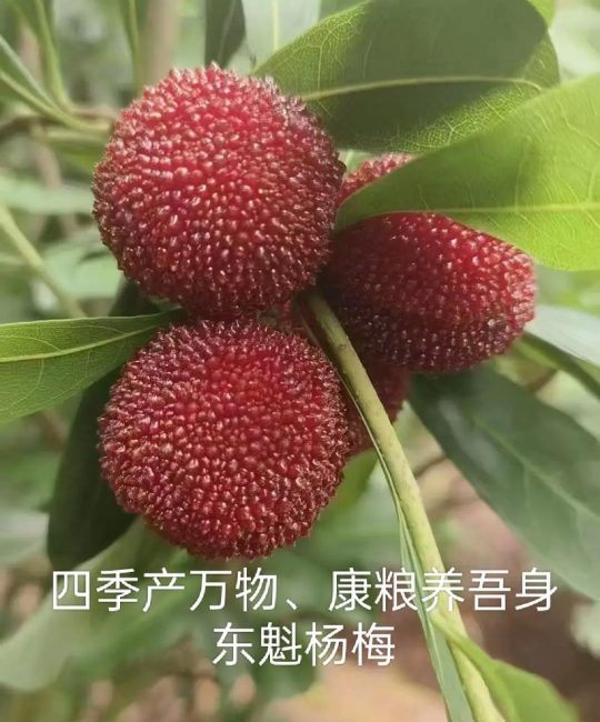 杨梅施什么肥料好？家庭种植杨梅的六大日常养护要点