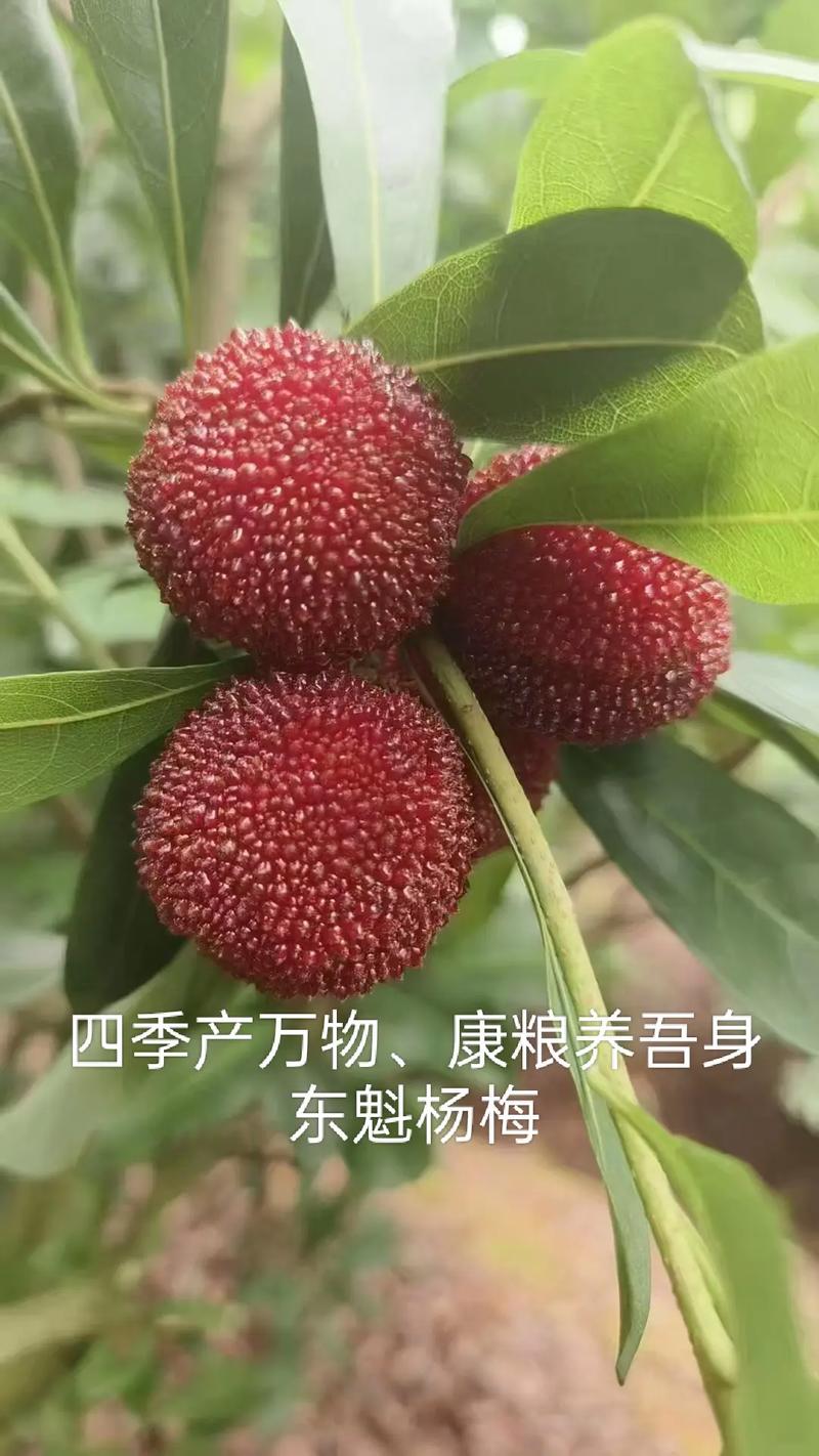 杨梅施什么肥料好?家庭种植杨梅的六大日常养护要点 杨梅施什么肥料好?家庭种植杨梅的六大日常养护要点