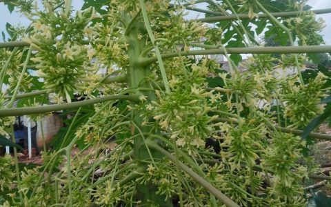 木瓜怎么分公母？教你一眼识别公树和母树