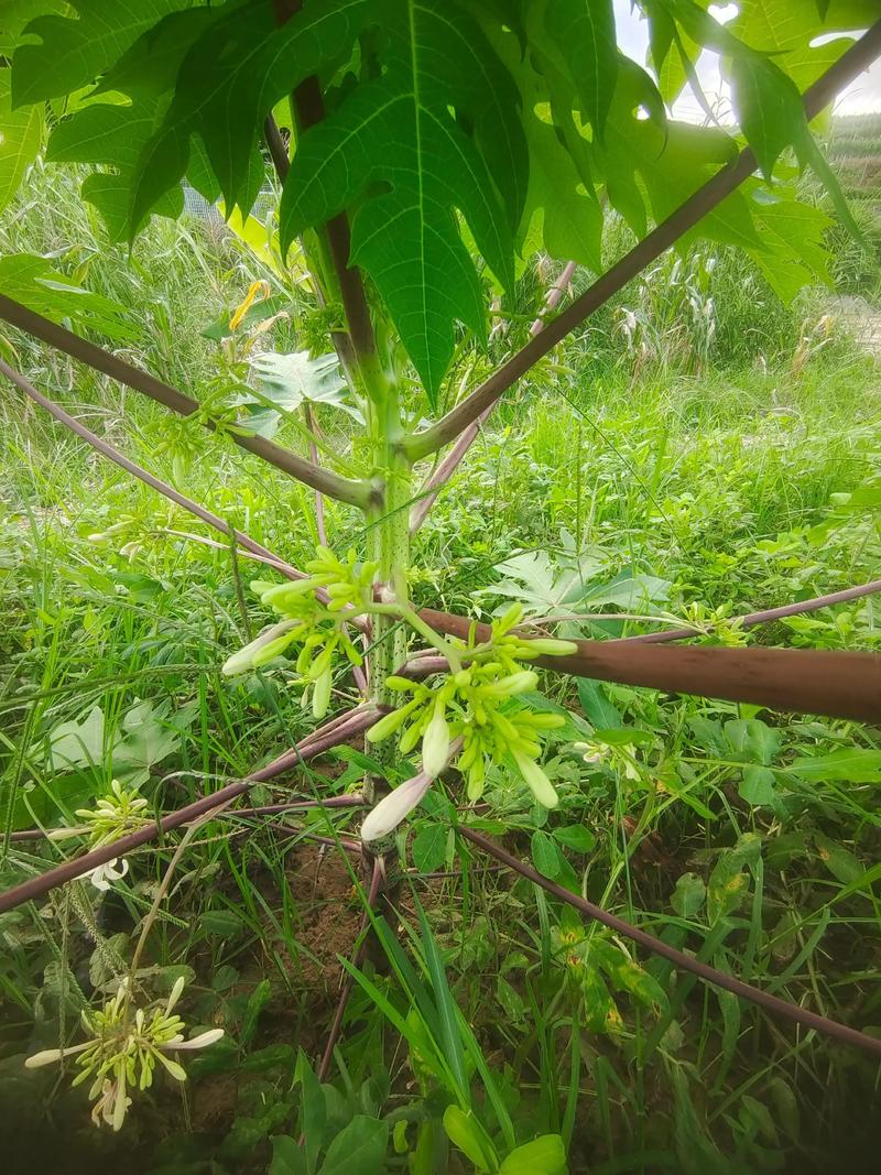 木瓜怎么分公母?教你一眼识别公树和母树 二、从花形分辨公母