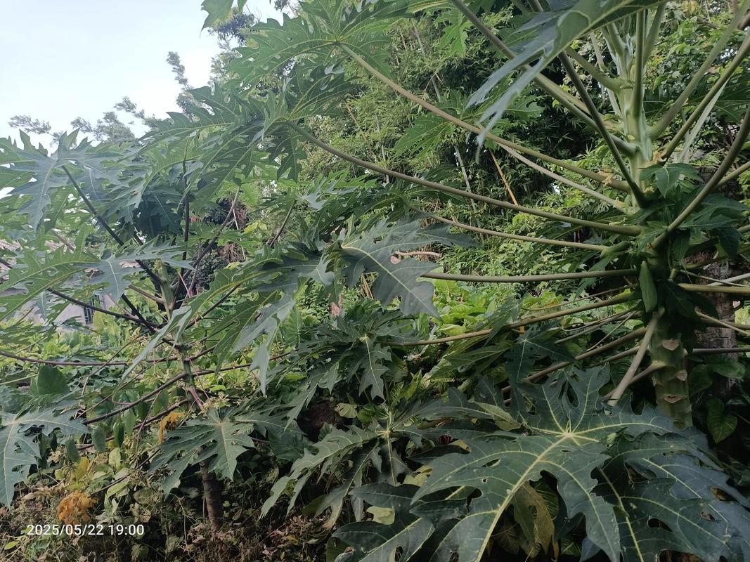 木瓜怎么分公母?教你一眼识别公树和母树 四、结果期最直观的判断
