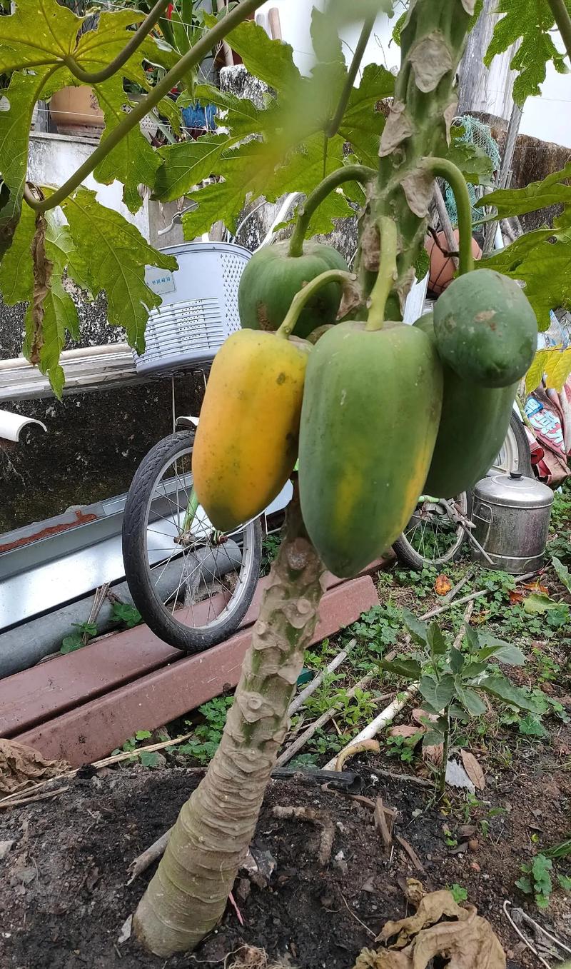 木瓜怎么分公母?教你一眼识别公树和母树 三、从花序和树形辅助判断