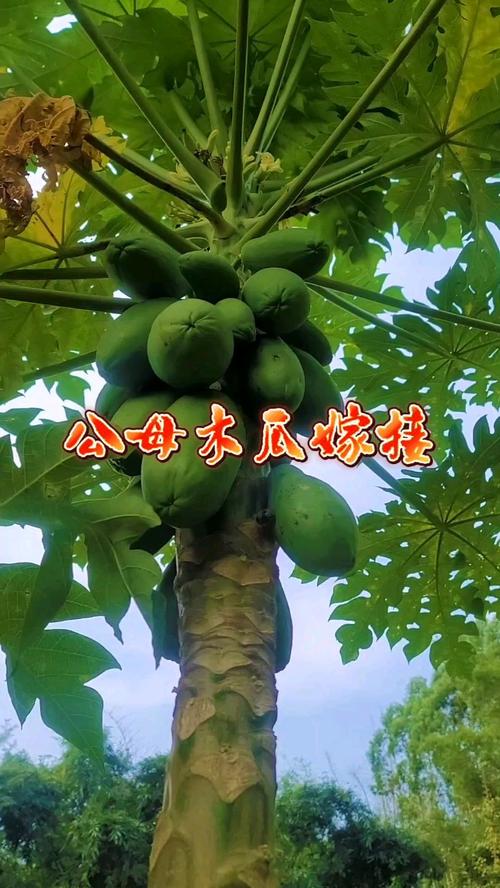木瓜怎么分公母?教你一眼识别公树和母树 六、种植建议