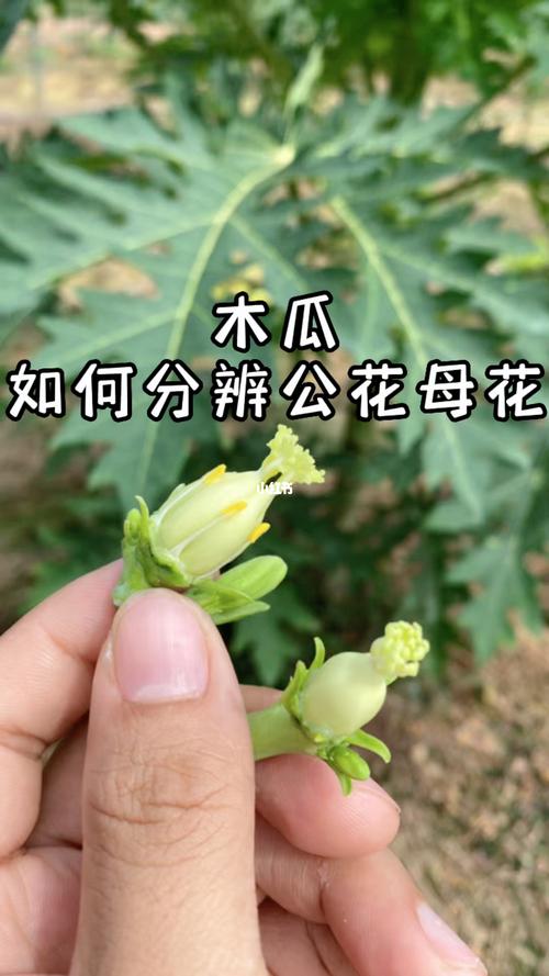 木瓜怎么分公母?教你一眼识别公树和母树 五、实用鉴别技巧(新手必看)