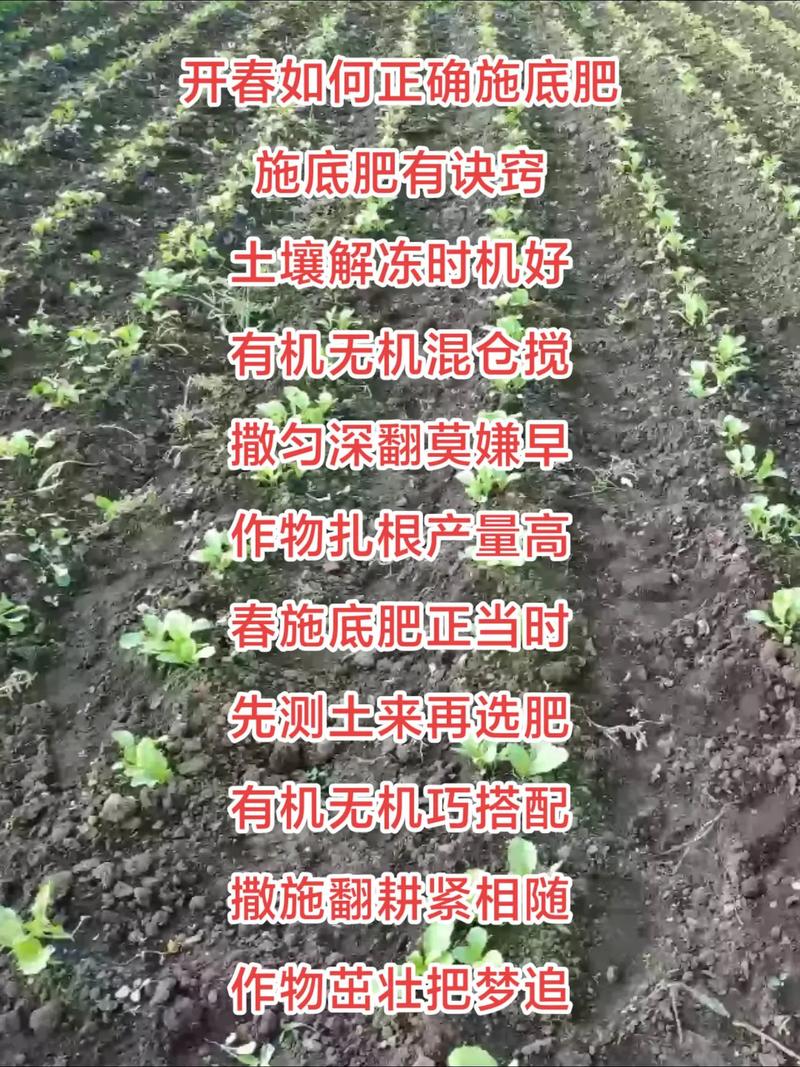 树苗施什么肥?新手必看的科学施肥指南,让幼苗茁壮成长 总结