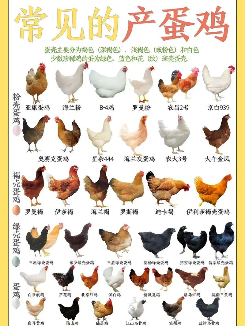 北京峪口蛋鸡苗价格多少?2025年最新参考区间与影响因素详解 常见问题(FAQ)