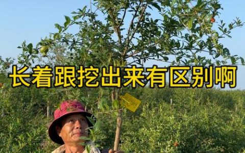 慕乐石榴树优缺点分析及种植管理指南
