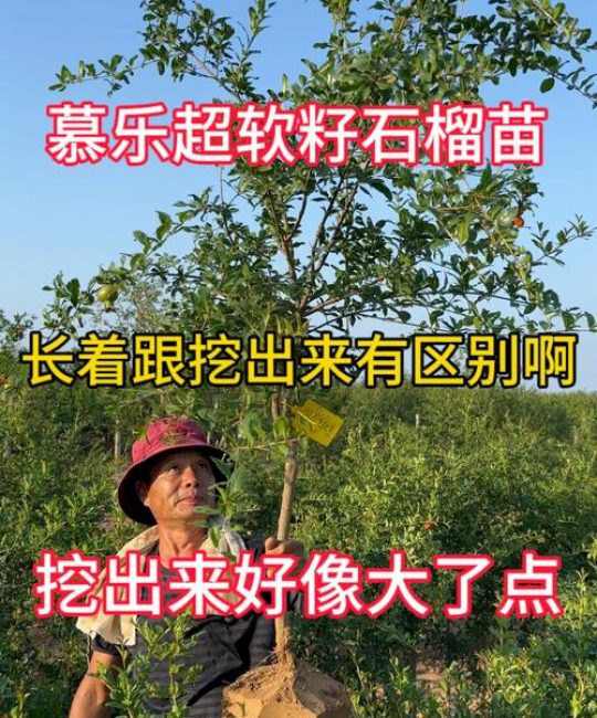 慕乐石榴树优缺点分析及种植管理指南