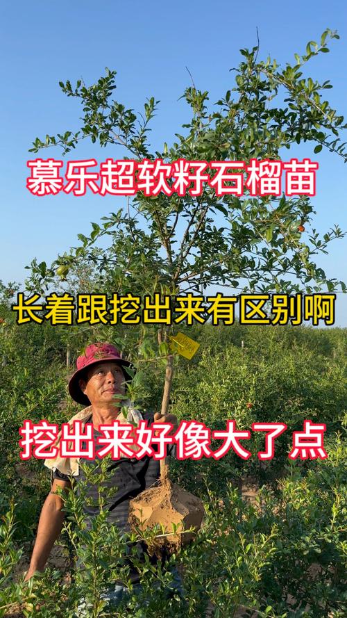 慕乐石榴树优缺点分析及种植管理指南 慕乐石榴树优缺点分析及种植管理指南