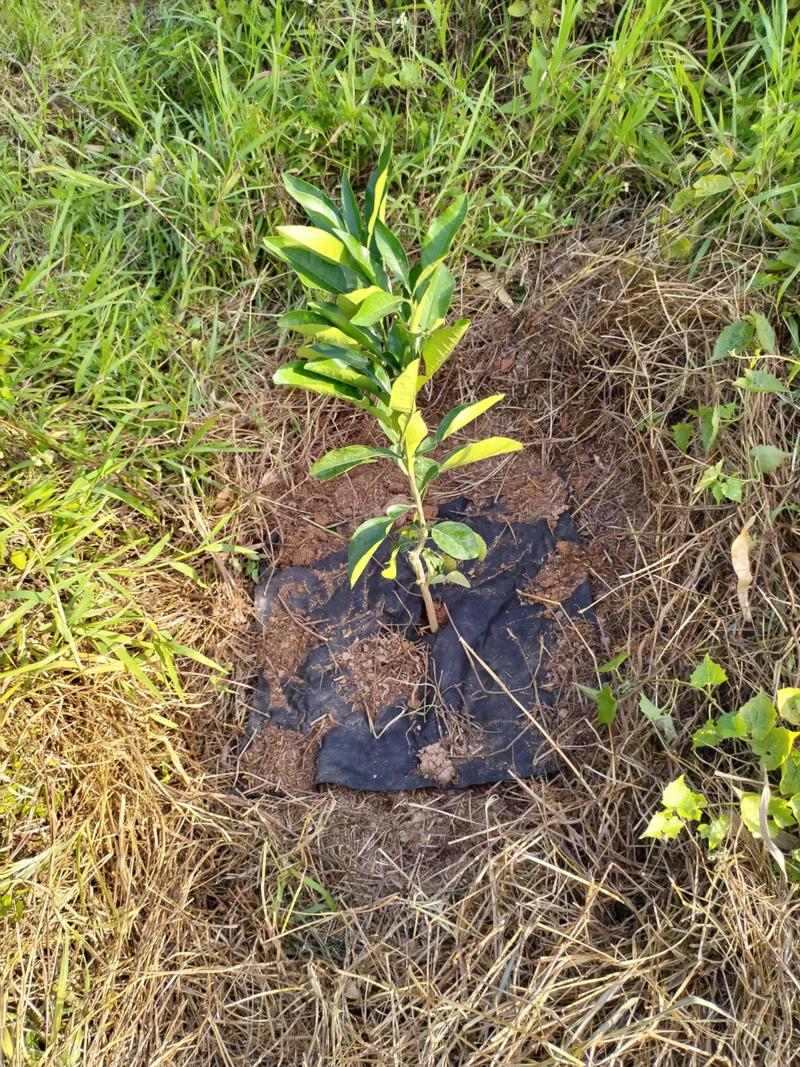 化州橘红苗价格:多少钱一棵?2025年参考区间与影响因素分析 产地与品种对价格的影响
