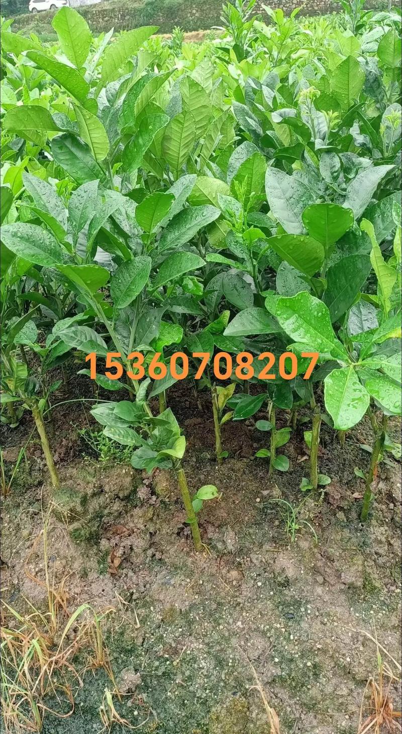 化州橘红苗价格:多少钱一棵?2025年参考区间与影响因素分析 季节与采购时机对价格的影响