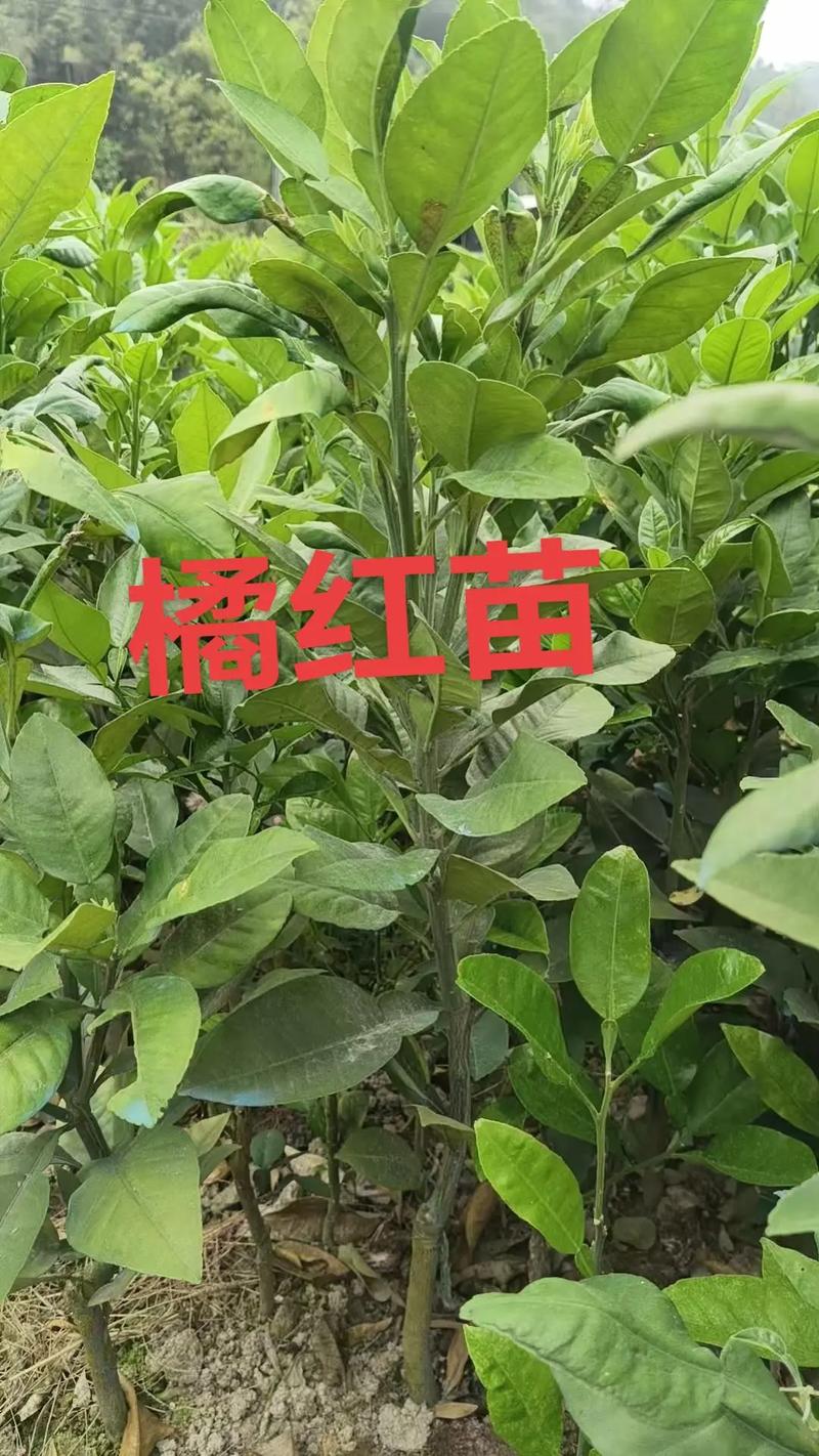 化州橘红苗价格:多少钱一棵?2025年参考区间与影响因素分析 如何获取精准报价?