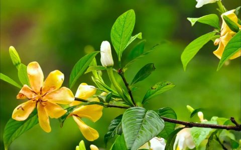 桅子花有毒吗？能放在家里养吗？科学养护全指南