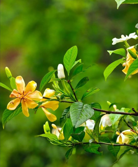 桅子花有毒吗？能放在家里养吗？科学养护全指南
