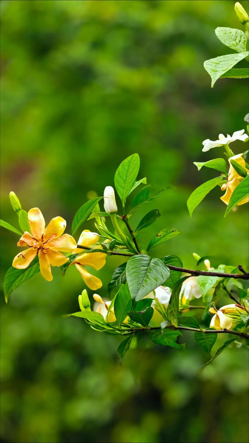 桅子花有毒吗?能放在家里养吗?科学养护全指南 桅子花有毒吗?能放在家里养吗?科学养护全指南