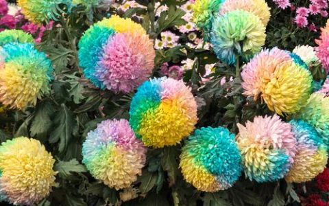 菊花品种大全：颜色分类、花期管理及盆栽地栽全攻略