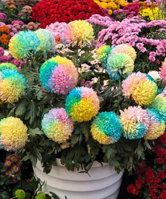 菊花品种大全：颜色分类、花期管理及盆栽地栽全攻略