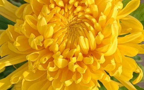 还来就菊花：从诗句到花事，这份秋日赏菊与养护指南请收好