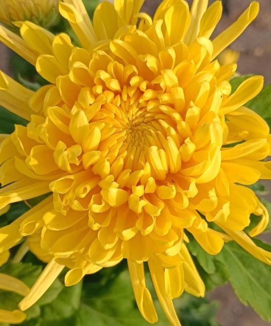 还来就菊花：从诗句到花事，这份秋日赏菊与养护指南请收好