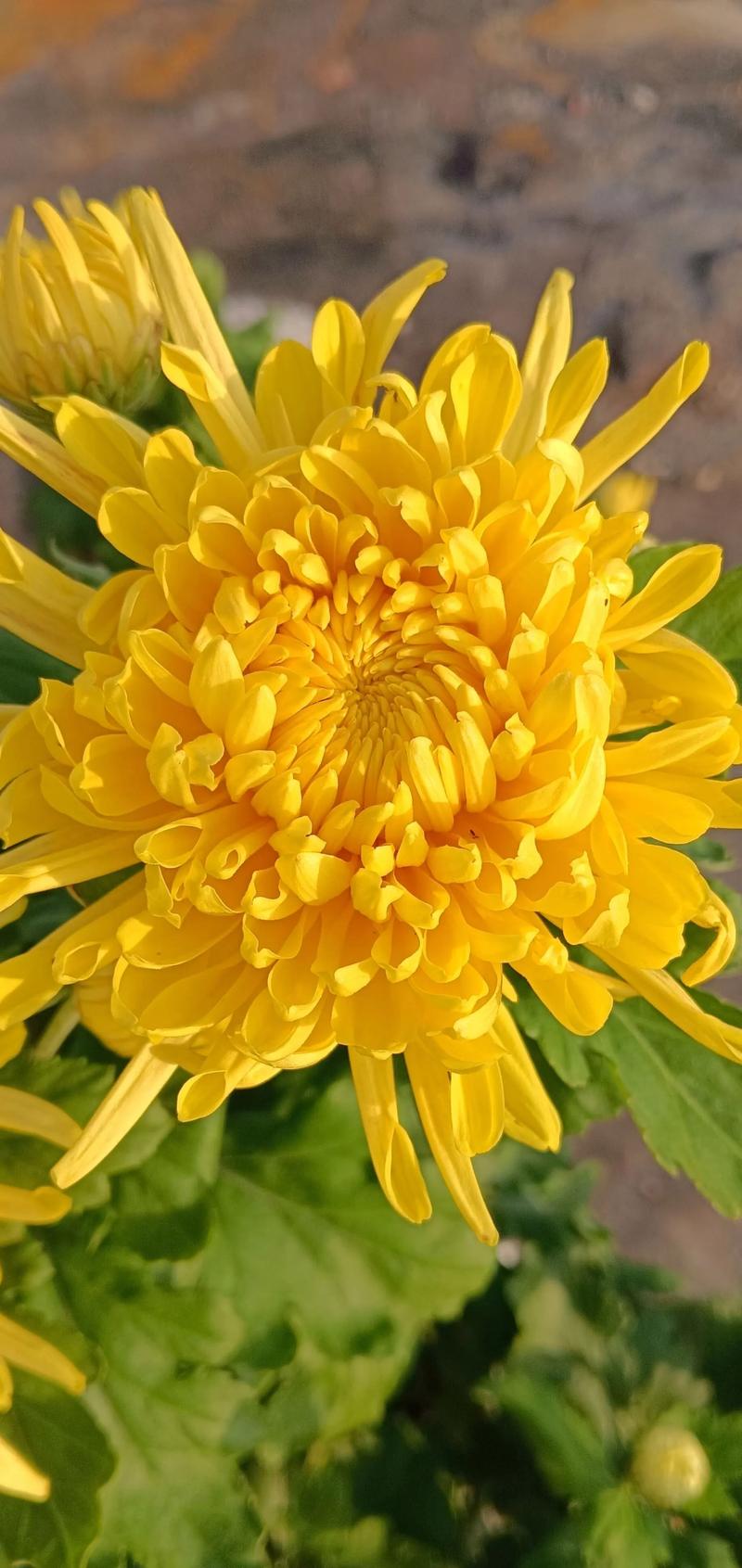 还来就菊花:从诗句到花事,这份秋日赏菊与养护指南请收好 还来就菊花:从诗句到花事,这份秋日赏菊与养护指南请收好