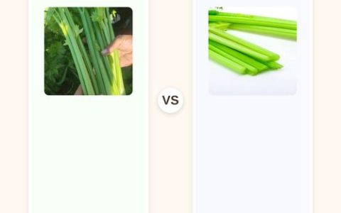 芹菜苗哪个品种好？西芹 vs 本地芹六大维度对比解析