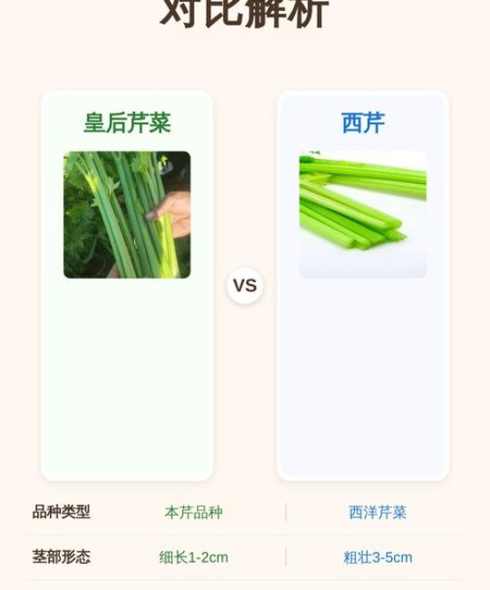 芹菜苗哪个品种好？西芹 vs 本地芹六大维度对比解析