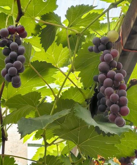 户太八号葡萄品种介绍：晚熟无核葡萄的种植指南