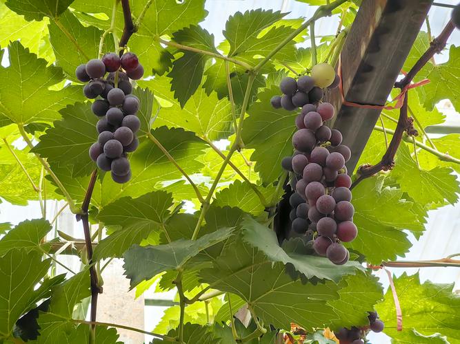 户太八号葡萄品种介绍:晚熟无核葡萄的种植指南 户太八号葡萄品种介绍:晚熟无核葡萄的种植指南