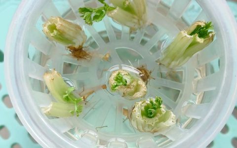 芹菜根可以栽种吗？手把手教你用芹菜根种出新芹菜