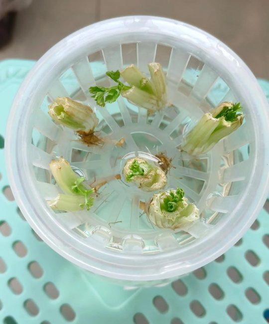 芹菜根可以栽种吗？手把手教你用芹菜根种出新芹菜