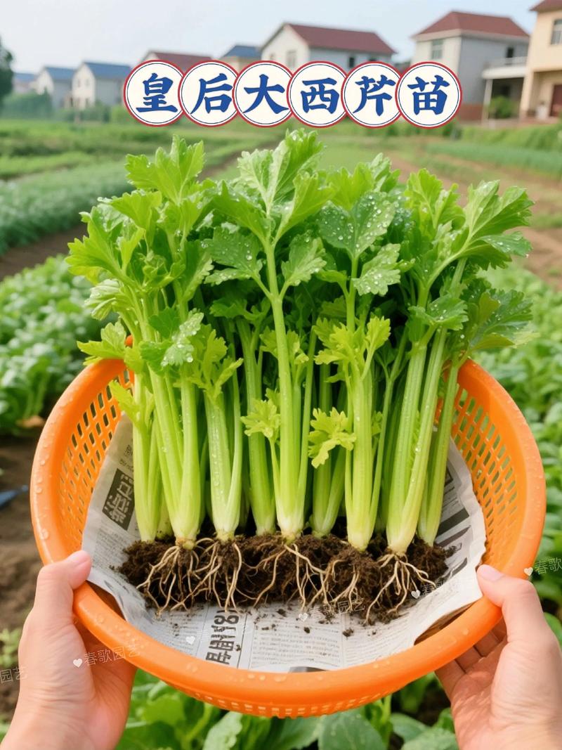三、栽前处理