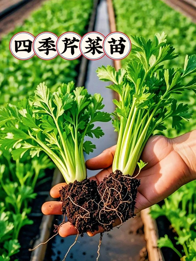 五、浇定根水