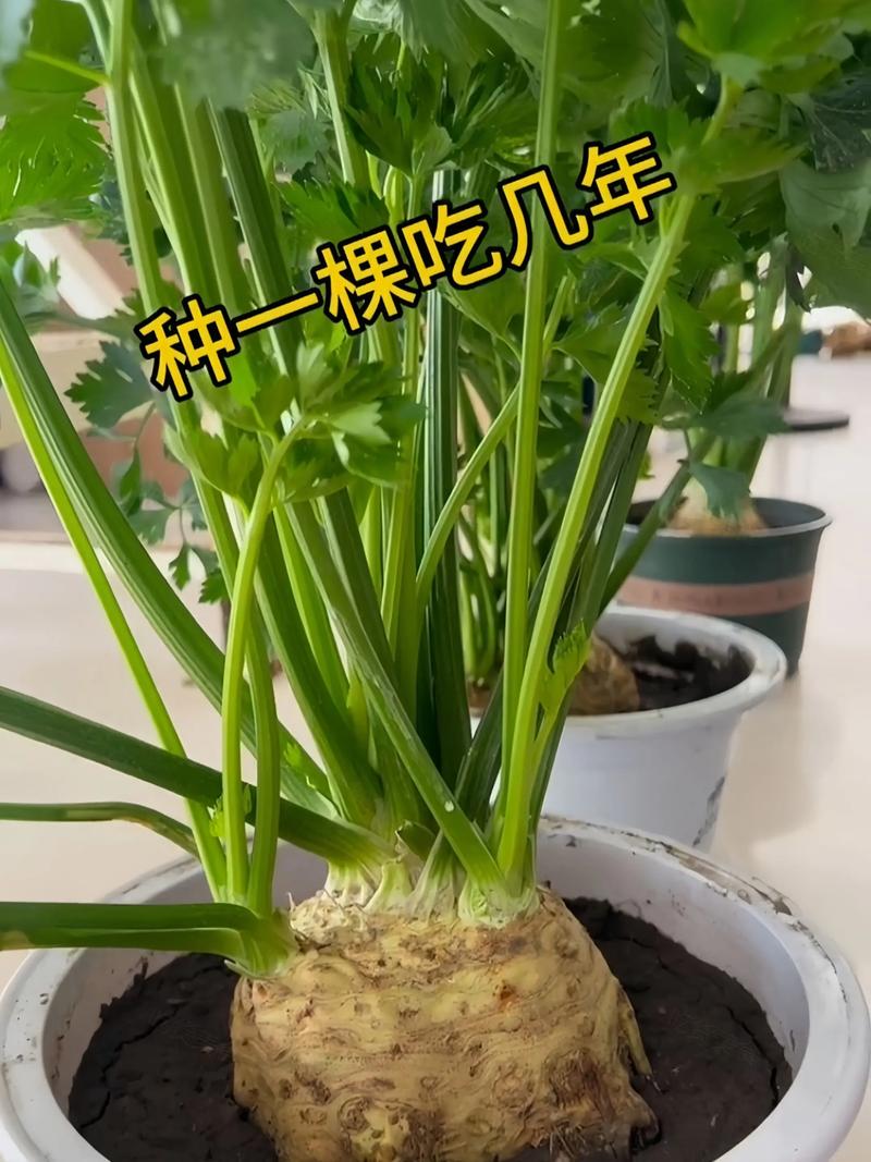 六、缓苗管理