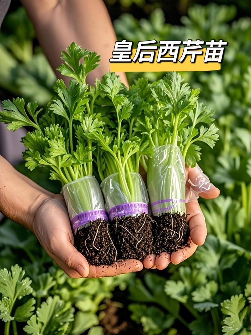 四、栽植深度