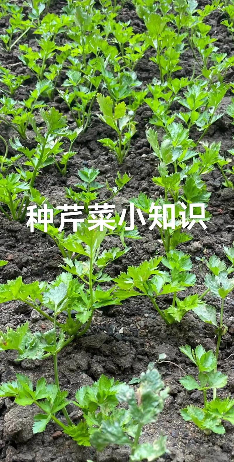 七、成活注意事项