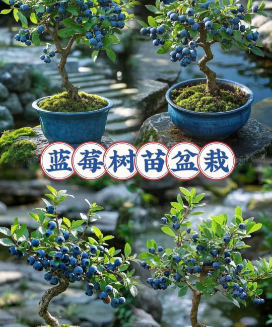 蓝莓树家里可以种吗？家庭种植可行性分析与养护指南