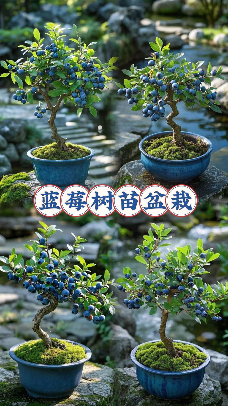 蓝莓树家里可以种吗?家庭种植可行性分析与养护指南 一、家庭种植可行性评估