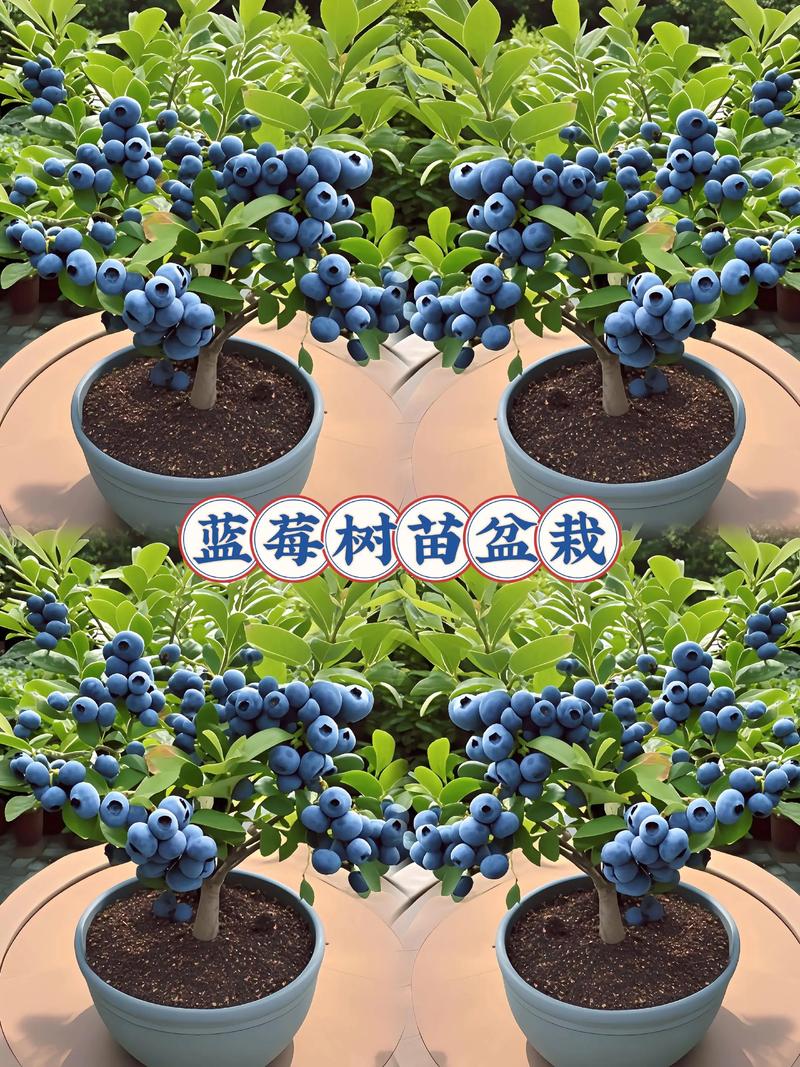 蓝莓树家里可以种吗?家庭种植可行性分析与养护指南 四、日常养护要点
