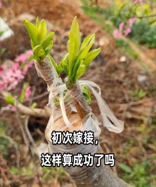 樱桃树嫁接砧木选择指南：什么树可以嫁接樱桃树及最佳品种推荐