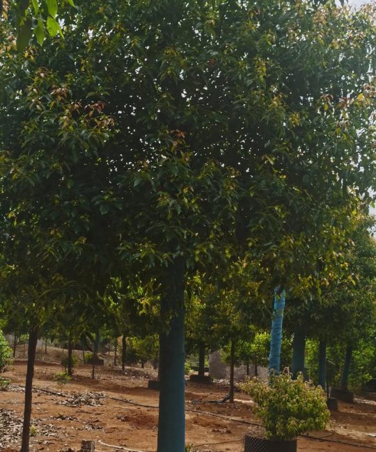 香樟树适合北方种植吗