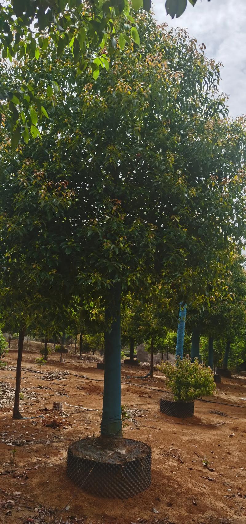 香樟树适合北方种植吗 香樟树适合北方种植吗